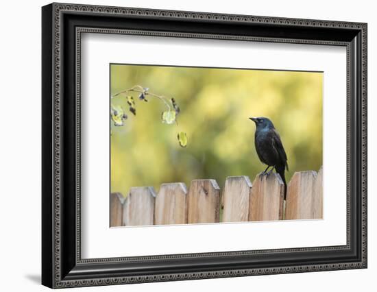 Wyoming, Sublette County, a Common Grackle Sits on a Fence in a Rainstorm-Elizabeth Boehm-Framed Photographic Print