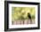 Wyoming, Sublette County, a Common Grackle Sits on a Fence in a Rainstorm-Elizabeth Boehm-Framed Photographic Print