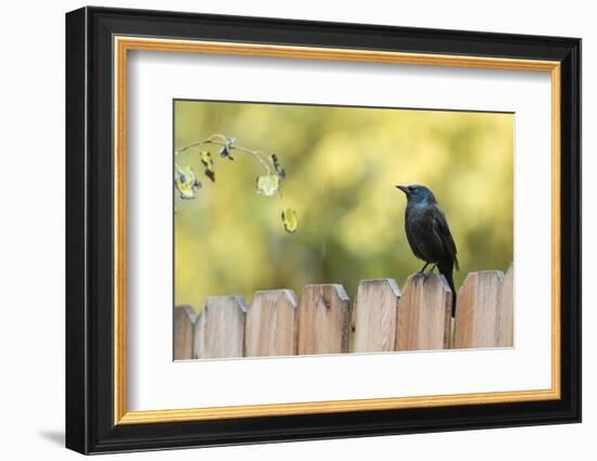 Wyoming, Sublette County, a Common Grackle Sits on a Fence in a Rainstorm-Elizabeth Boehm-Framed Photographic Print