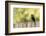 Wyoming, Sublette County, a Common Grackle Sits on a Fence in a Rainstorm-Elizabeth Boehm-Framed Photographic Print