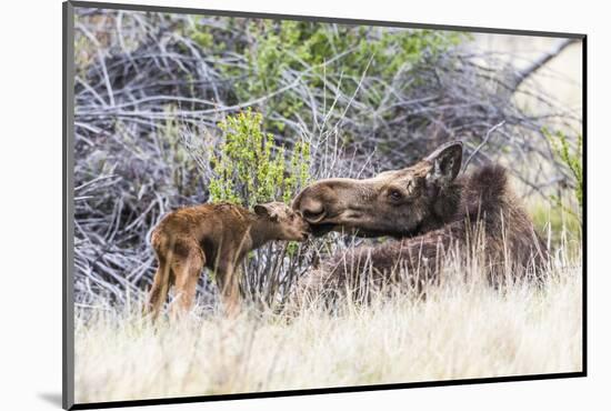 Wyoming, Sublette County, a Cow Moose Licks Her Newborn Calf-Elizabeth Boehm-Mounted Photographic Print
