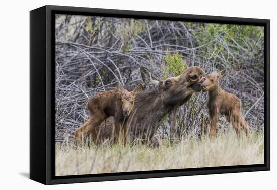 Wyoming, Sublette County, a Cow Moose Licks Her Newborn Calf-Elizabeth Boehm-Framed Premier Image Canvas