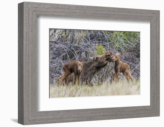 Wyoming, Sublette County, a Cow Moose Licks Her Newborn Calf-Elizabeth Boehm-Framed Photographic Print