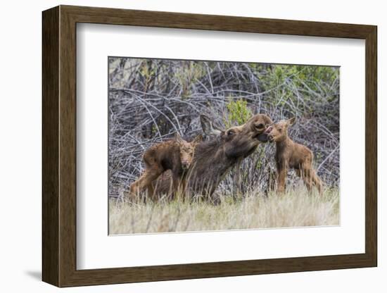 Wyoming, Sublette County, a Cow Moose Licks Her Newborn Calf-Elizabeth Boehm-Framed Photographic Print