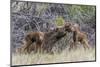 Wyoming, Sublette County, a Cow Moose Licks Her Newborn Calf-Elizabeth Boehm-Mounted Photographic Print