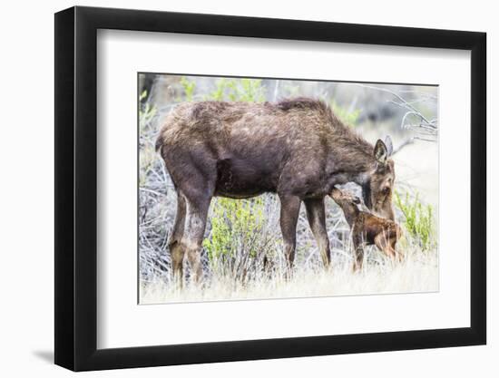 Wyoming, Sublette County, a Cow Moose Licks Her Newborn Calf-Elizabeth Boehm-Framed Photographic Print