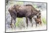 Wyoming, Sublette County, a Cow Moose Licks Her Newborn Calf-Elizabeth Boehm-Mounted Photographic Print