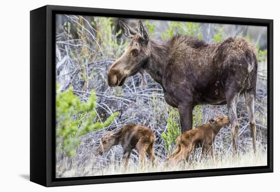 Wyoming, Sublette County, a Cow Moose Stands by Her Twin Newborn Calves-Elizabeth Boehm-Framed Premier Image Canvas