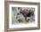 Wyoming, Sublette County, a Cow Moose Stands by Her Twin Newborn Calves-Elizabeth Boehm-Framed Photographic Print