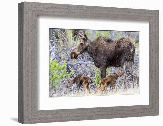 Wyoming, Sublette County, a Cow Moose Stands by Her Twin Newborn Calves-Elizabeth Boehm-Framed Photographic Print
