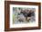 Wyoming, Sublette County, a Cow Moose Stands by Her Twin Newborn Calves-Elizabeth Boehm-Framed Photographic Print