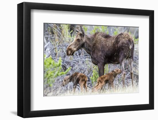 Wyoming, Sublette County, a Cow Moose Stands by Her Twin Newborn Calves-Elizabeth Boehm-Framed Photographic Print