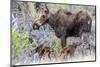 Wyoming, Sublette County, a Cow Moose Stands by Her Twin Newborn Calves-Elizabeth Boehm-Mounted Photographic Print