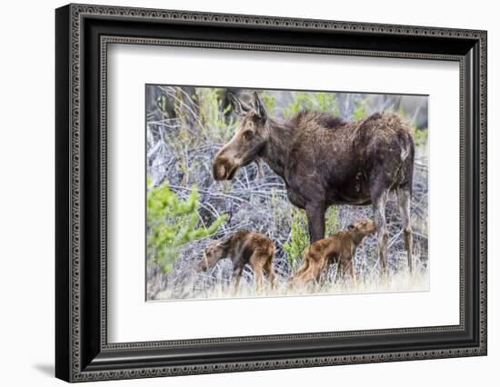 Wyoming, Sublette County, a Cow Moose Stands by Her Twin Newborn Calves-Elizabeth Boehm-Framed Photographic Print