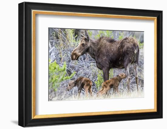 Wyoming, Sublette County, a Cow Moose Stands by Her Twin Newborn Calves-Elizabeth Boehm-Framed Photographic Print