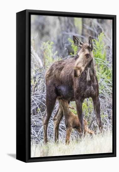 Wyoming, Sublette County, a Cow Moose Stands While Her Calf Nurses-Elizabeth Boehm-Framed Premier Image Canvas