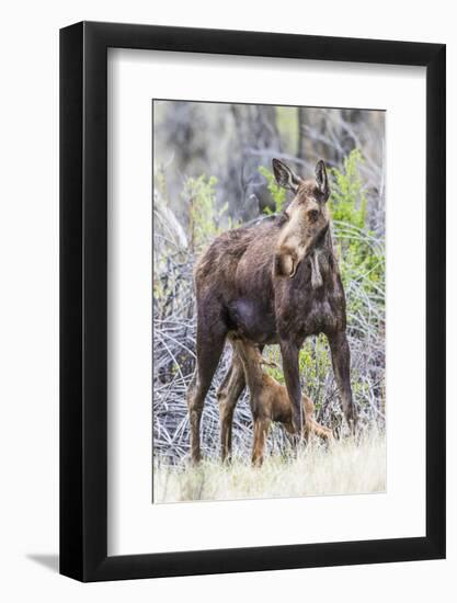 Wyoming, Sublette County, a Cow Moose Stands While Her Calf Nurses-Elizabeth Boehm-Framed Photographic Print