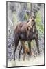 Wyoming, Sublette County, a Cow Moose Stands While Her Calf Nurses-Elizabeth Boehm-Mounted Photographic Print