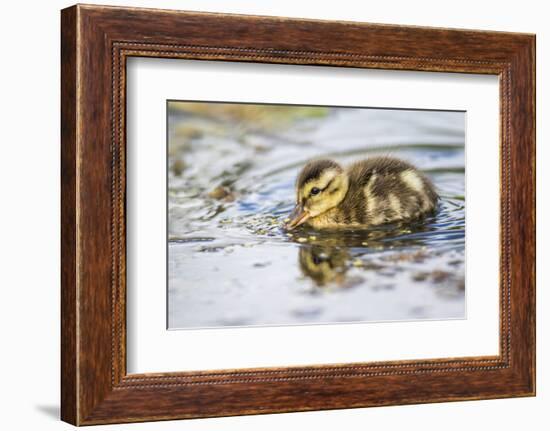 Wyoming, Sublette County, a Duckling Swims Amongst the Duckweed-Elizabeth Boehm-Framed Photographic Print