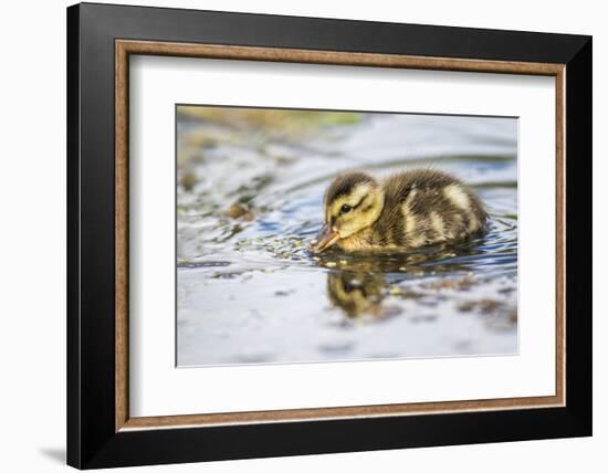 Wyoming, Sublette County, a Duckling Swims Amongst the Duckweed-Elizabeth Boehm-Framed Photographic Print