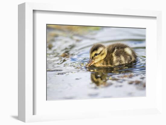 Wyoming, Sublette County, a Duckling Swims Amongst the Duckweed-Elizabeth Boehm-Framed Photographic Print