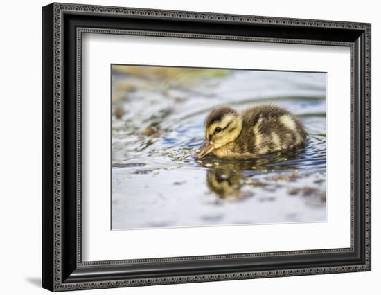 Wyoming, Sublette County, a Duckling Swims Amongst the Duckweed-Elizabeth Boehm-Framed Photographic Print