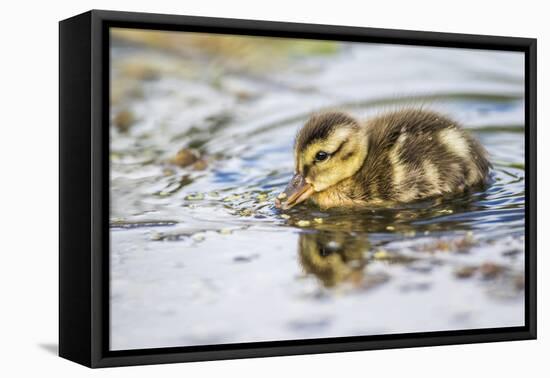 Wyoming, Sublette County, a Duckling Swims Amongst the Duckweed-Elizabeth Boehm-Framed Premier Image Canvas