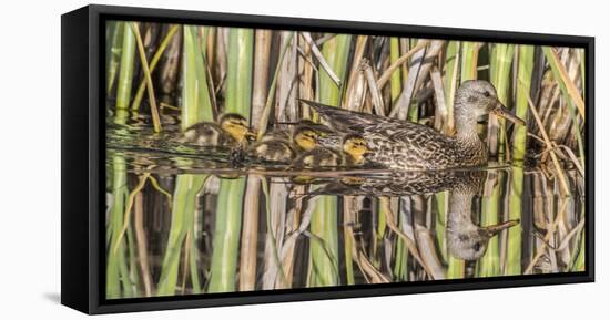 Wyoming, Sublette County, a Family of Gadwall Ducks Swim in a Cattail Marsh-Elizabeth Boehm-Framed Premier Image Canvas