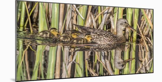 Wyoming, Sublette County, a Family of Gadwall Ducks Swim in a Cattail Marsh-Elizabeth Boehm-Mounted Photographic Print