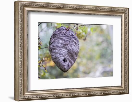 Wyoming, Sublette County, a Hornet's Nest Hangs from a Tree in the Autumn-Elizabeth Boehm-Framed Photographic Print