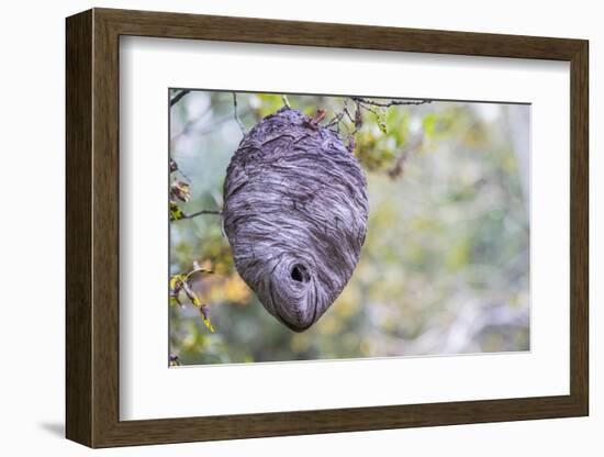 Wyoming, Sublette County, a Hornet's Nest Hangs from a Tree in the Autumn-Elizabeth Boehm-Framed Photographic Print