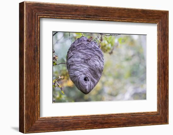 Wyoming, Sublette County, a Hornet's Nest Hangs from a Tree in the Autumn-Elizabeth Boehm-Framed Photographic Print