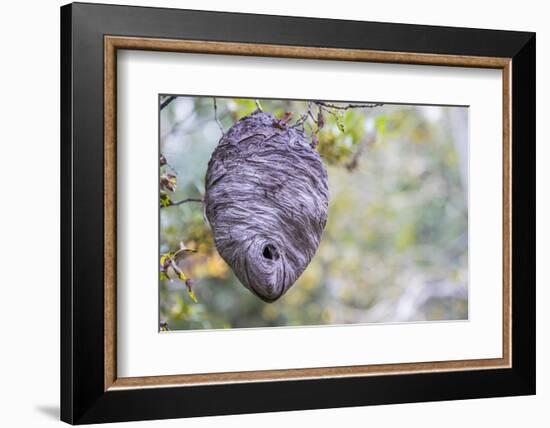 Wyoming, Sublette County, a Hornet's Nest Hangs from a Tree in the Autumn-Elizabeth Boehm-Framed Photographic Print