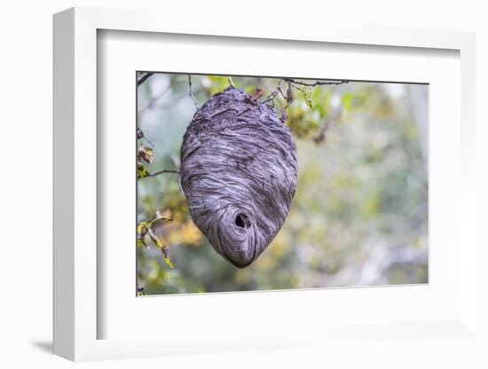 Wyoming, Sublette County, a Hornet's Nest Hangs from a Tree in the Autumn-Elizabeth Boehm-Framed Photographic Print