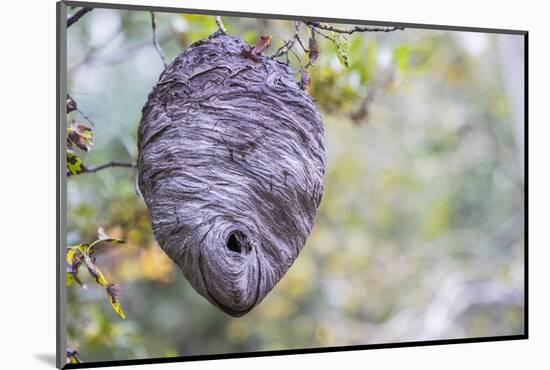 Wyoming, Sublette County, a Hornet's Nest Hangs from a Tree in the Autumn-Elizabeth Boehm-Mounted Photographic Print