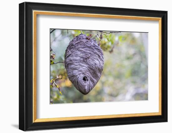Wyoming, Sublette County, a Hornet's Nest Hangs from a Tree in the Autumn-Elizabeth Boehm-Framed Photographic Print