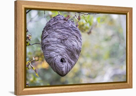 Wyoming, Sublette County, a Hornet's Nest Hangs from a Tree in the Autumn-Elizabeth Boehm-Framed Premier Image Canvas