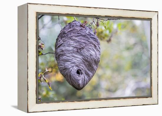 Wyoming, Sublette County, a Hornet's Nest Hangs from a Tree in the Autumn-Elizabeth Boehm-Framed Premier Image Canvas