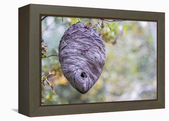 Wyoming, Sublette County, a Hornet's Nest Hangs from a Tree in the Autumn-Elizabeth Boehm-Framed Premier Image Canvas