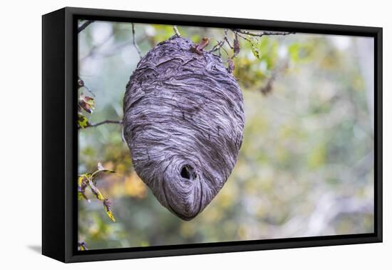 Wyoming, Sublette County, a Hornet's Nest Hangs from a Tree in the Autumn-Elizabeth Boehm-Framed Premier Image Canvas