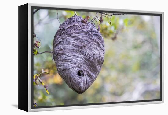 Wyoming, Sublette County, a Hornet's Nest Hangs from a Tree in the Autumn-Elizabeth Boehm-Framed Premier Image Canvas