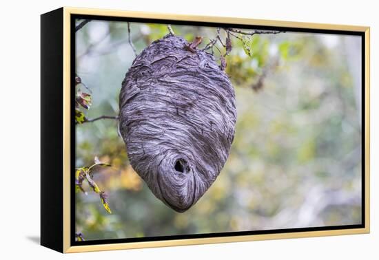 Wyoming, Sublette County, a Hornet's Nest Hangs from a Tree in the Autumn-Elizabeth Boehm-Framed Premier Image Canvas