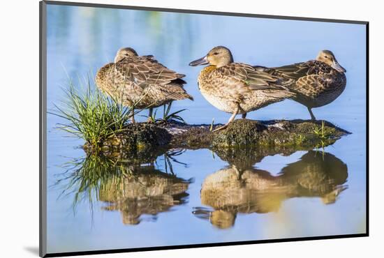 Wyoming, Sublette County, a Juvenile Cinnamon Teal Rest on a Small Mud Island in a Pond-Elizabeth Boehm-Mounted Photographic Print