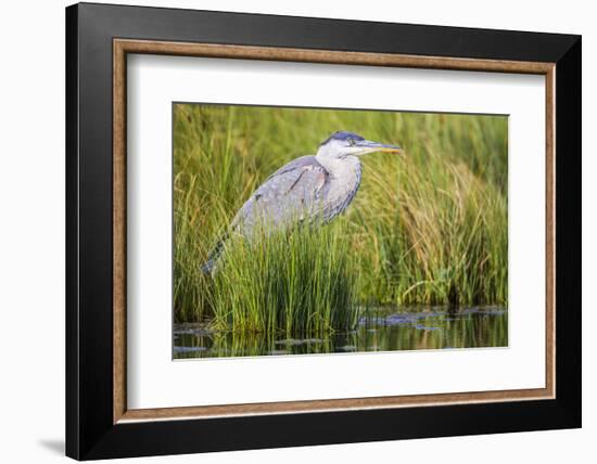 Wyoming, Sublette County, a Juvenile Great Blue Heron Forages for Food-Elizabeth Boehm-Framed Photographic Print