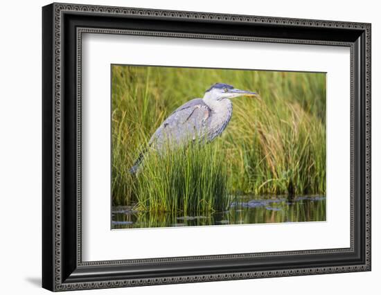 Wyoming, Sublette County, a Juvenile Great Blue Heron Forages for Food-Elizabeth Boehm-Framed Photographic Print