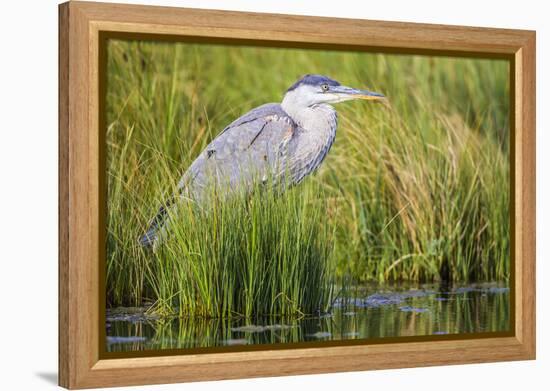 Wyoming, Sublette County, a Juvenile Great Blue Heron Forages for Food-Elizabeth Boehm-Framed Premier Image Canvas