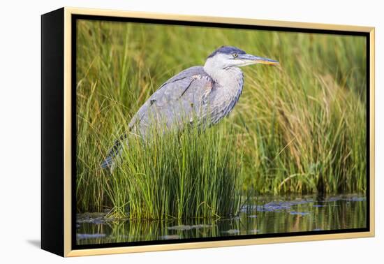 Wyoming, Sublette County, a Juvenile Great Blue Heron Forages for Food-Elizabeth Boehm-Framed Premier Image Canvas