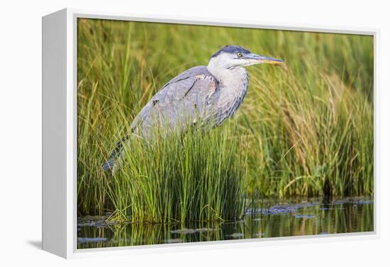 Wyoming, Sublette County, a Juvenile Great Blue Heron Forages for Food-Elizabeth Boehm-Framed Premier Image Canvas