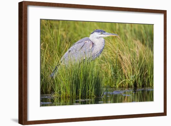 Wyoming, Sublette County, a Juvenile Great Blue Heron Forages for Food-Elizabeth Boehm-Framed Photographic Print