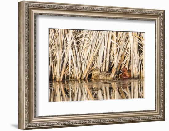 Wyoming, Sublette County, a Pair of Cinnamon Teal Hide in a Cattail Pond-Elizabeth Boehm-Framed Photographic Print